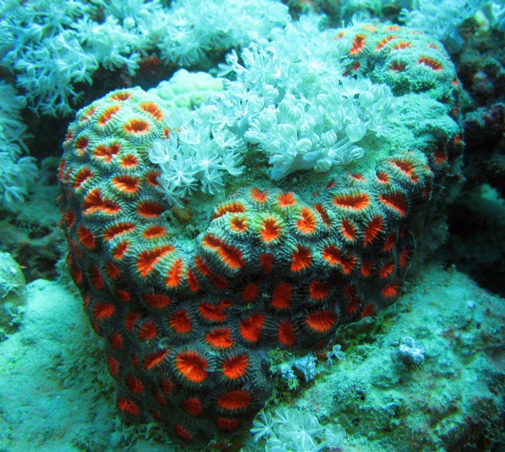 Sharm El Naga koralai