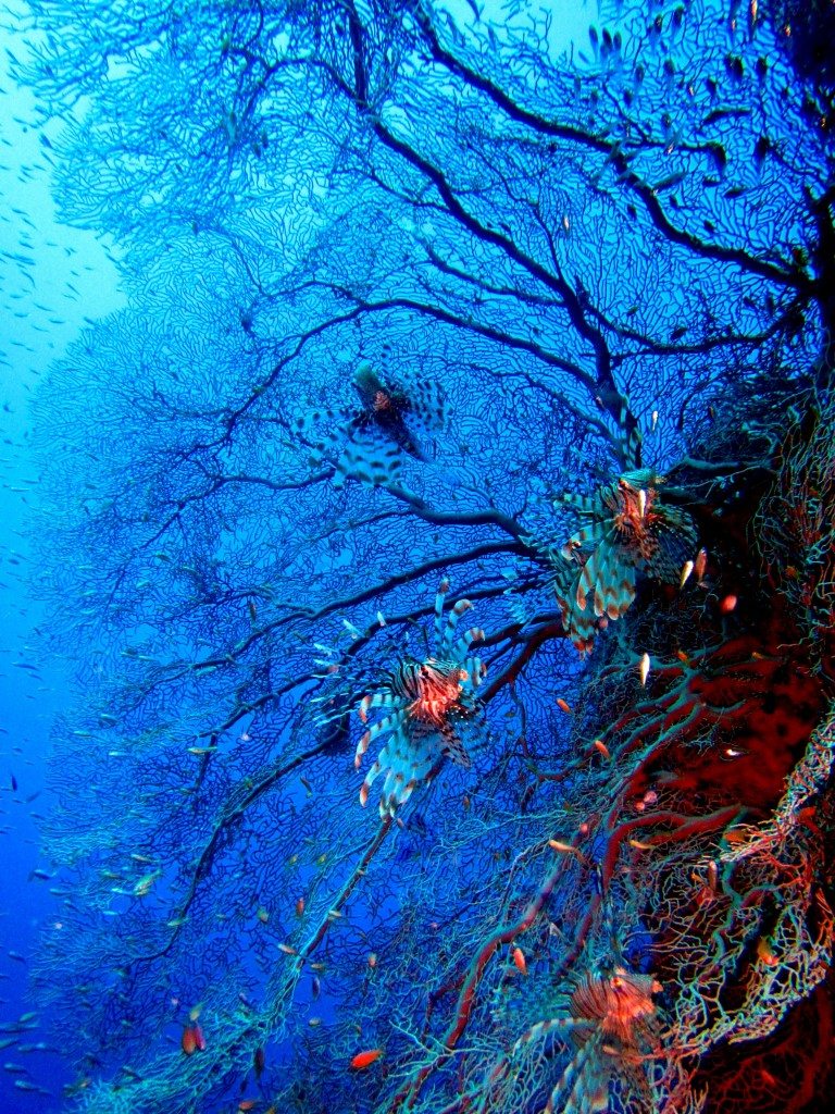 Sharm El Naga koralai 2